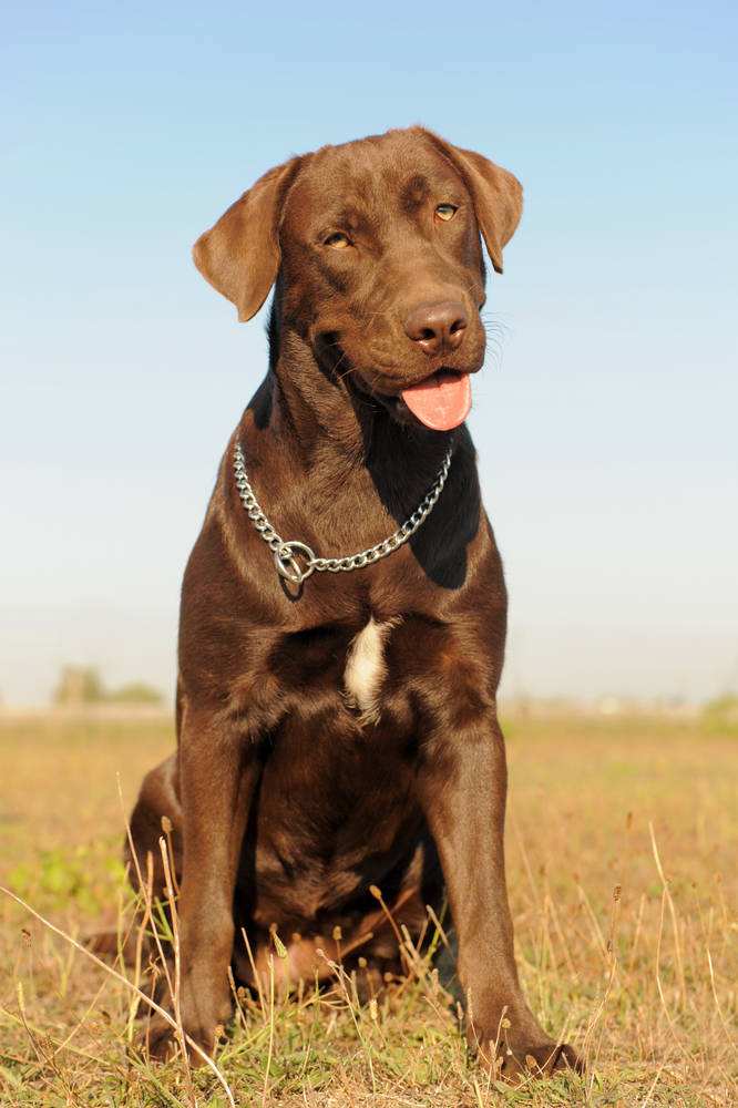拉布拉多犬品种颜色:黑色,黄色,巧克力色,辨别是否是纯种的