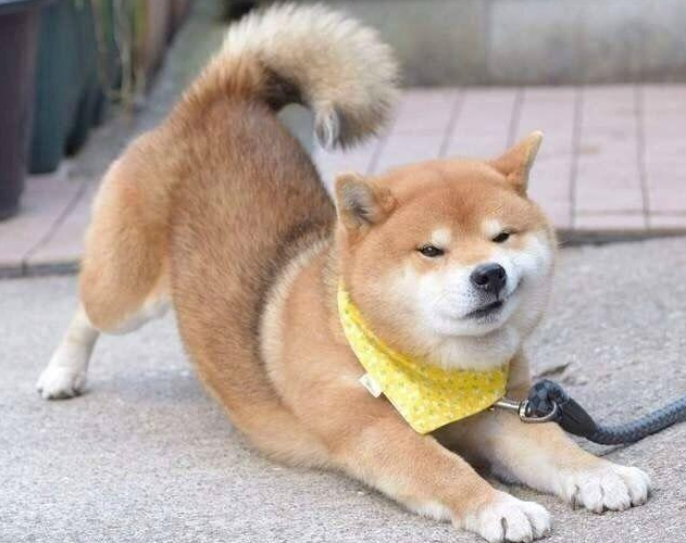 柴犬做出"撅屁股"的姿势,有什么含义?