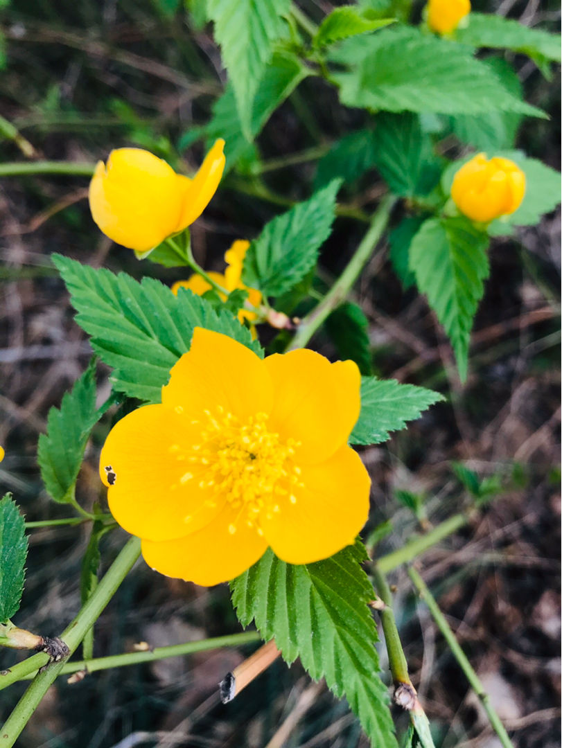 见过黄色榆叶梅吗?原来学名叫棣棠,文人雅客超喜欢