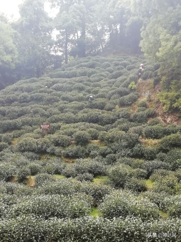 穿过九溪十八涧.去龙井问泉