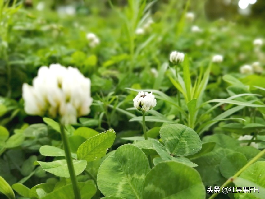 车轴草的功效与作用（医药价值和肥田重要价值）