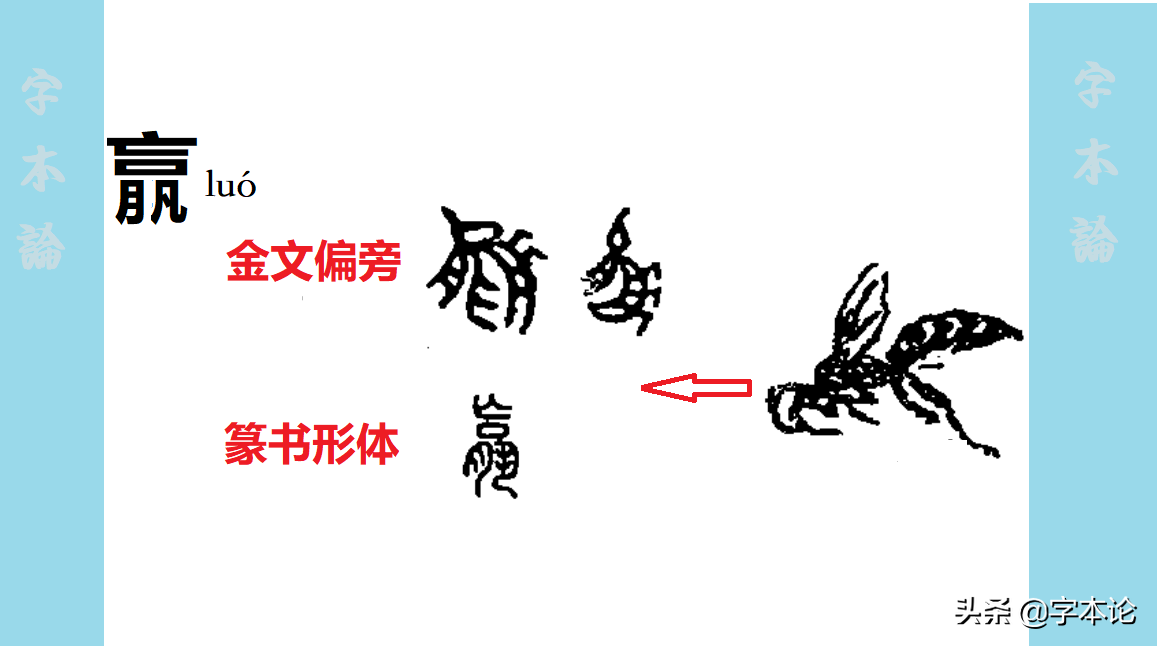 羸、赢、嬴、蠃、鸁、臝、䊨这七个字如何读？形似为何存在音异？