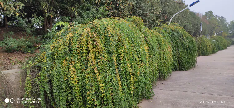 陪你一起看湖北省广水一中①——走进植物王国