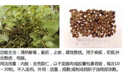 300个中草药图谱（附主治功效），知道一半就太牛了（上）