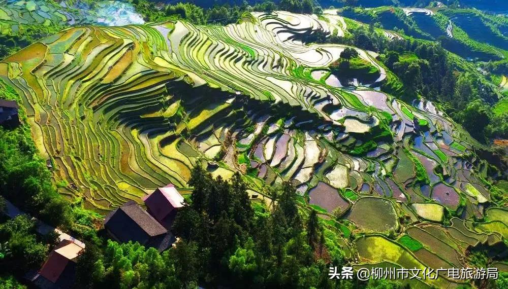 满山金色稻浪,为你换一屏秋色