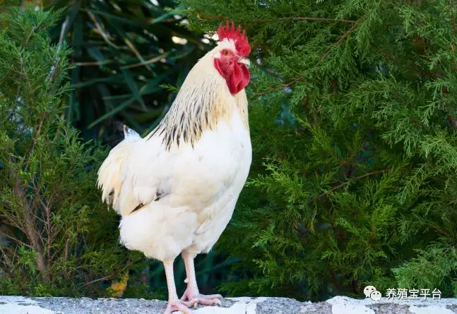 散养鸡一亩多少只，散养鸡养殖密度你知道吗？