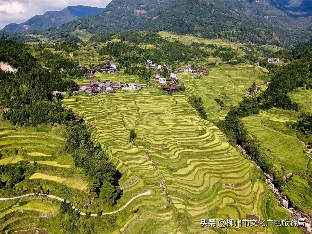 满山金色稻浪,为你换一屏秋色