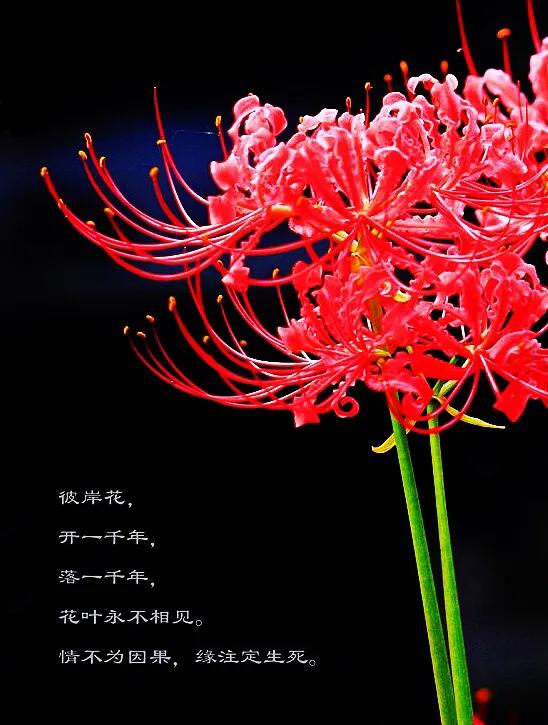 彼岸花开一千年落一千年