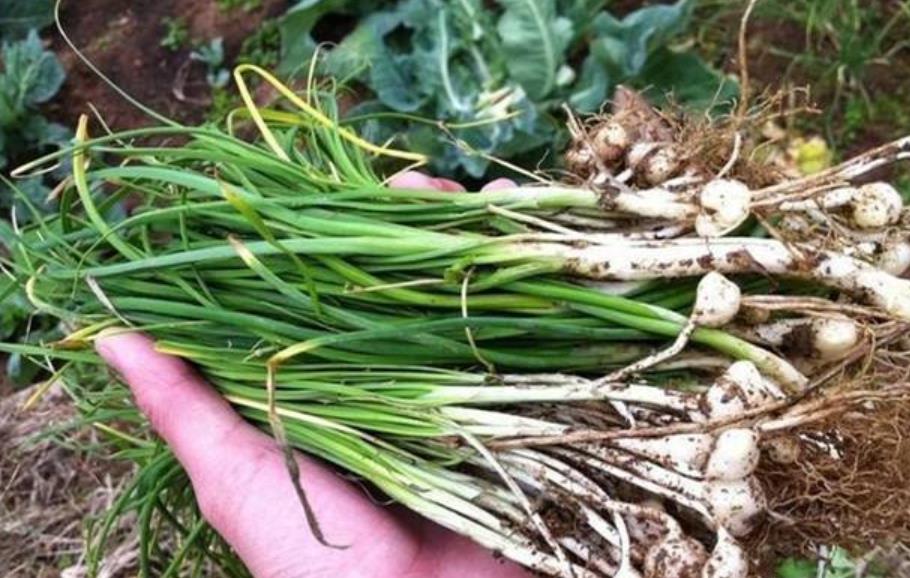 绵枣的功效与作用-我的快乐小窝