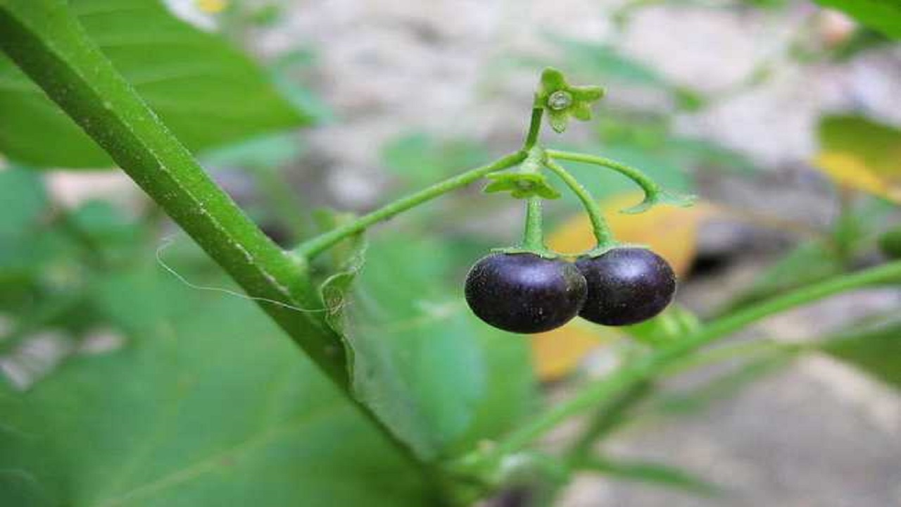 农村名叫黑天天的小果子,到底有什么作用?听听老人怎么说