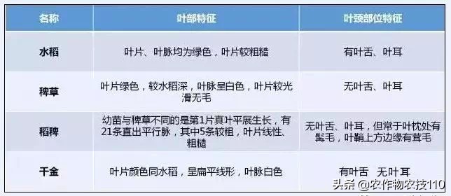 夏至后，抢抓降雨间隙做好水稻除草，如何施药才能高效？