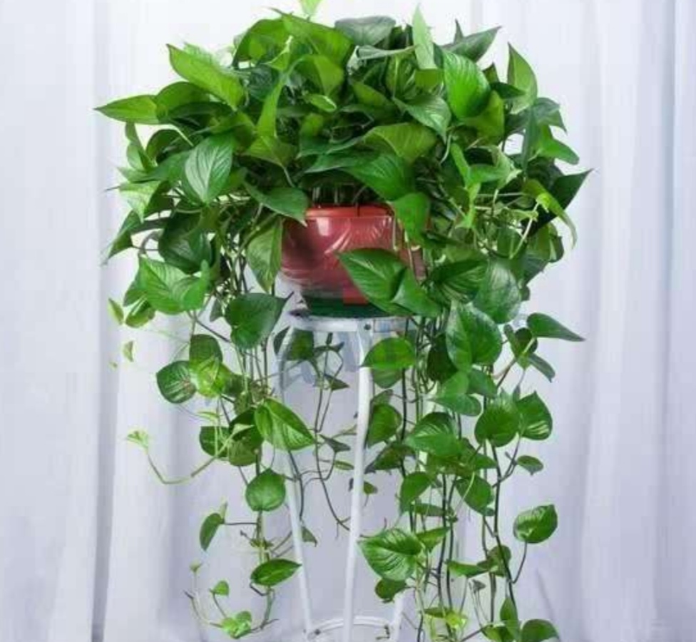 6种能净化空气的植物，摆放在室内，既美观又大方