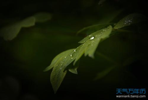 庚子鼠年迎未来83年最晚“雨水”