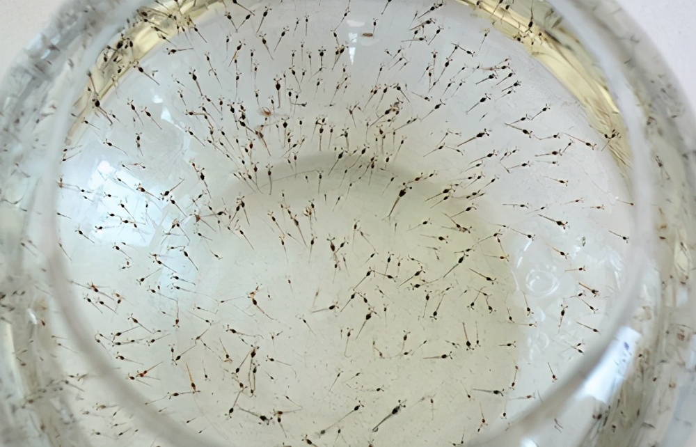 海水鱼类_西南渔业网 水花鱼 水产养殖专业网 渔业行业门户网 西南