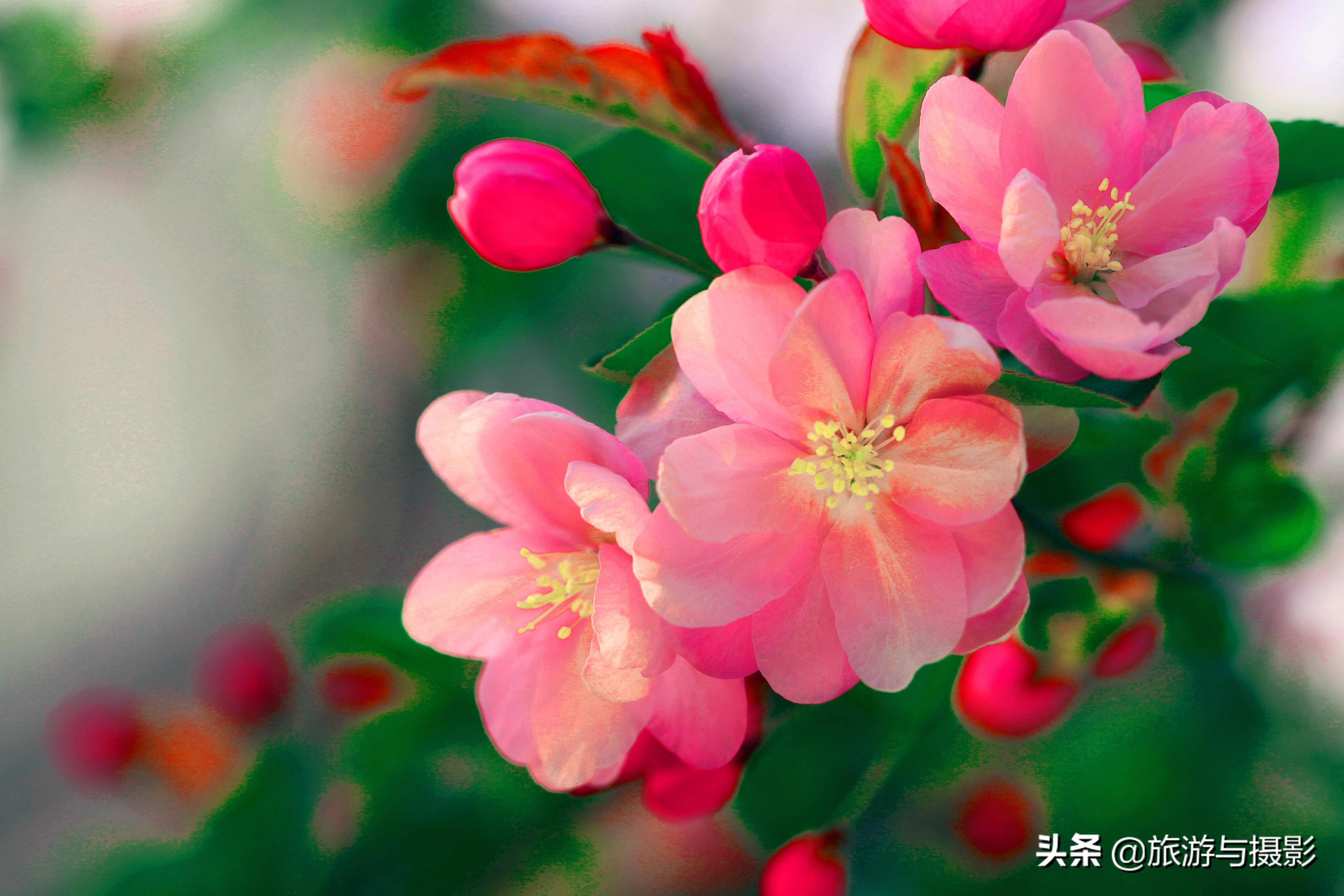 海棠花古诗美图38首
