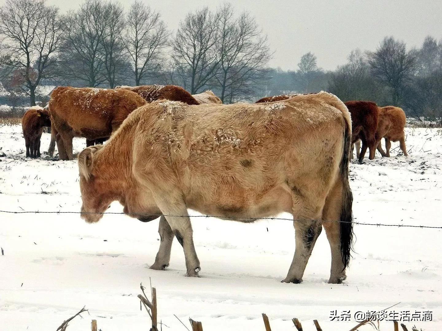 立冬节气到了，这天出现“雷打雪”，啥预兆？看老祖宗留下的谚语