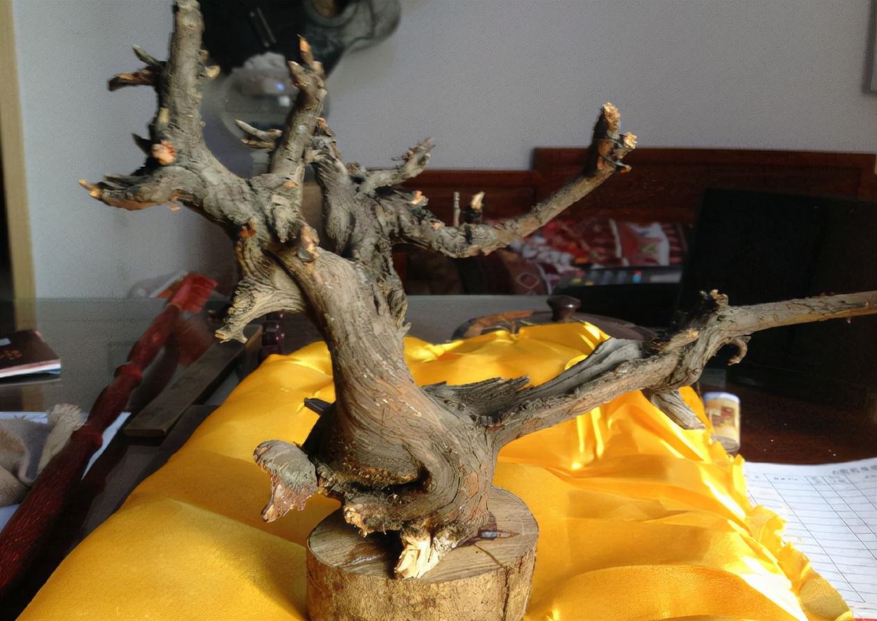 四川崖柏树图片及价格(崖柏) - 价格百科