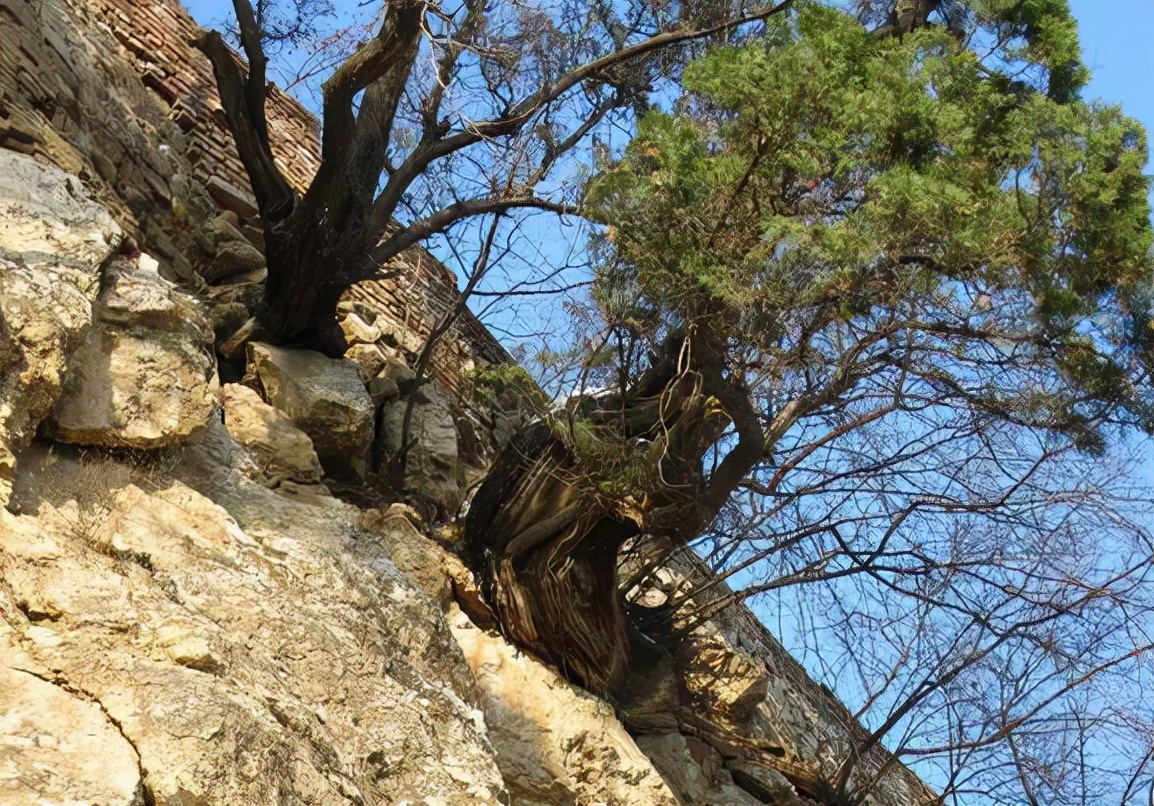 四川崖柏树图片及价格(崖柏) - 价格百科
