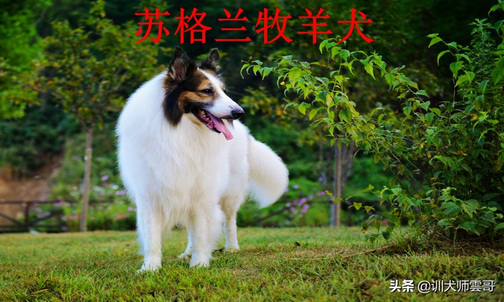 牧羊犬种类  世界十大牧羊犬排名