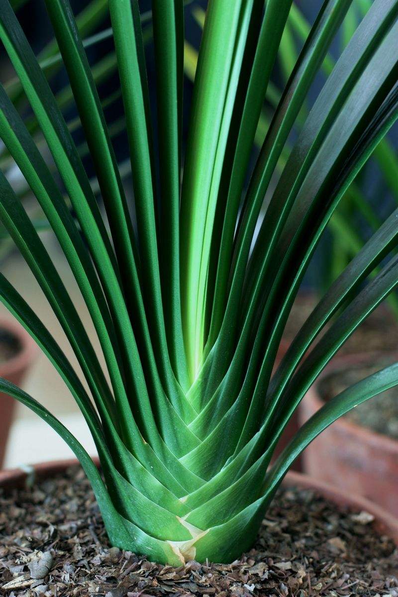 20种“懒人”花草，阳台客厅必备，好养好看，还能净化空气