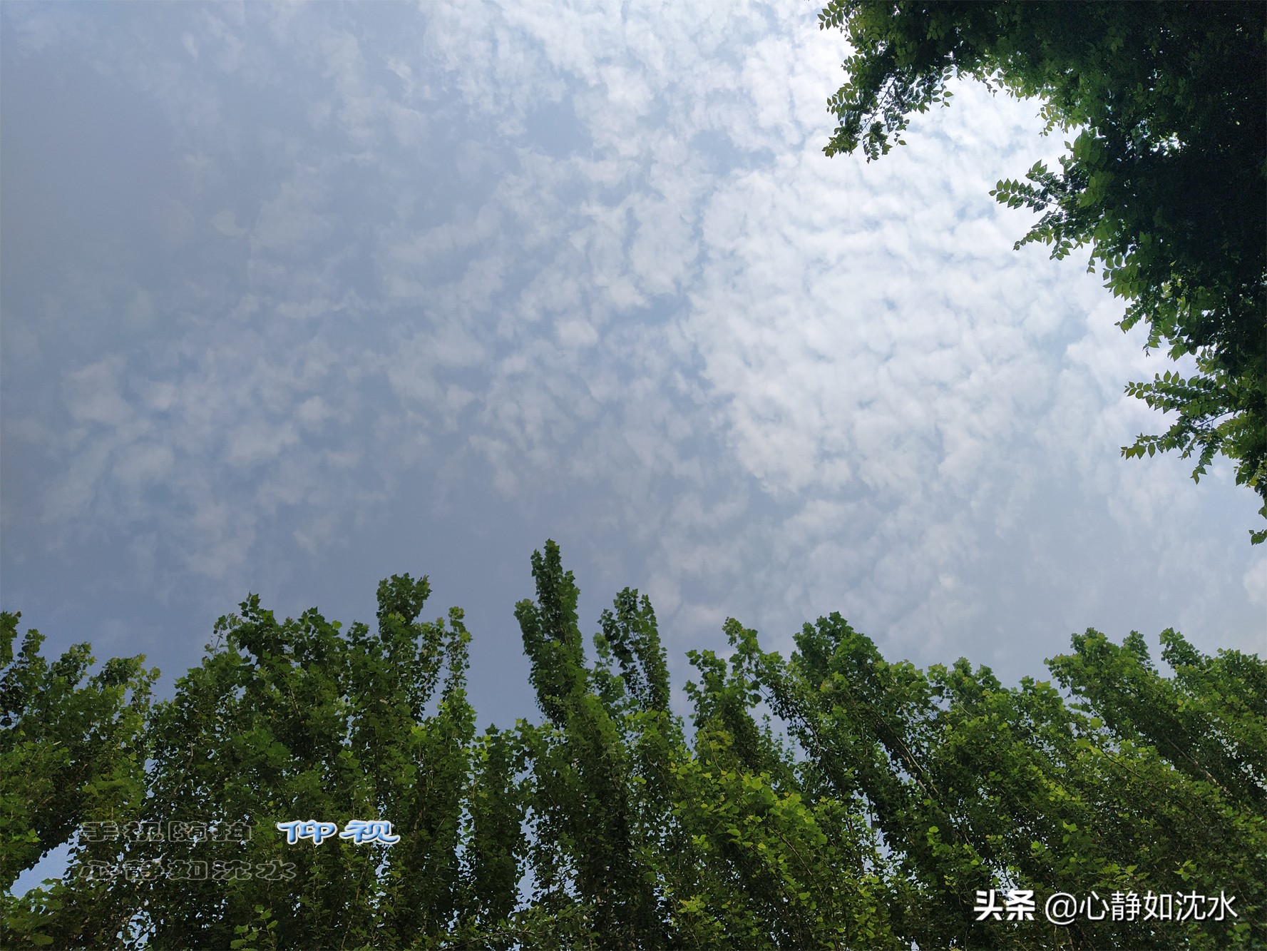 雨后微风送爽，静闻夏草幽香