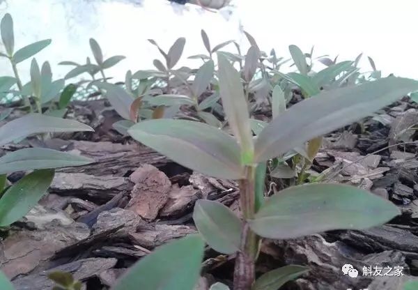 种石斛兰的植料，原来这样配比种一盆活一盆…