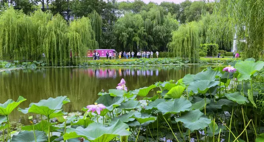春城朝阳 | 莲花岛游览攻略(上)
