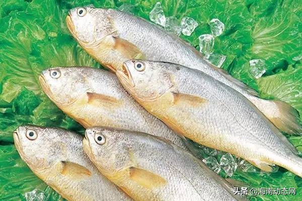海魚圖片大全,海魚圖片大全及名稱