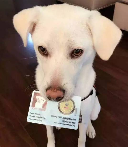什么狗最聪明最忠诚？中国的狗狗也不容小觑