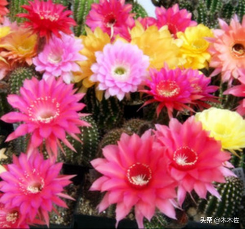 仙人掌花语象征与寓意（仙人掌花语及常见开花品种）