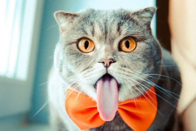猫咪鼻子干点好，还是湿点好？告诉你答案