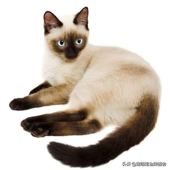 建议十二星座养的猫！有些可能听都没听过