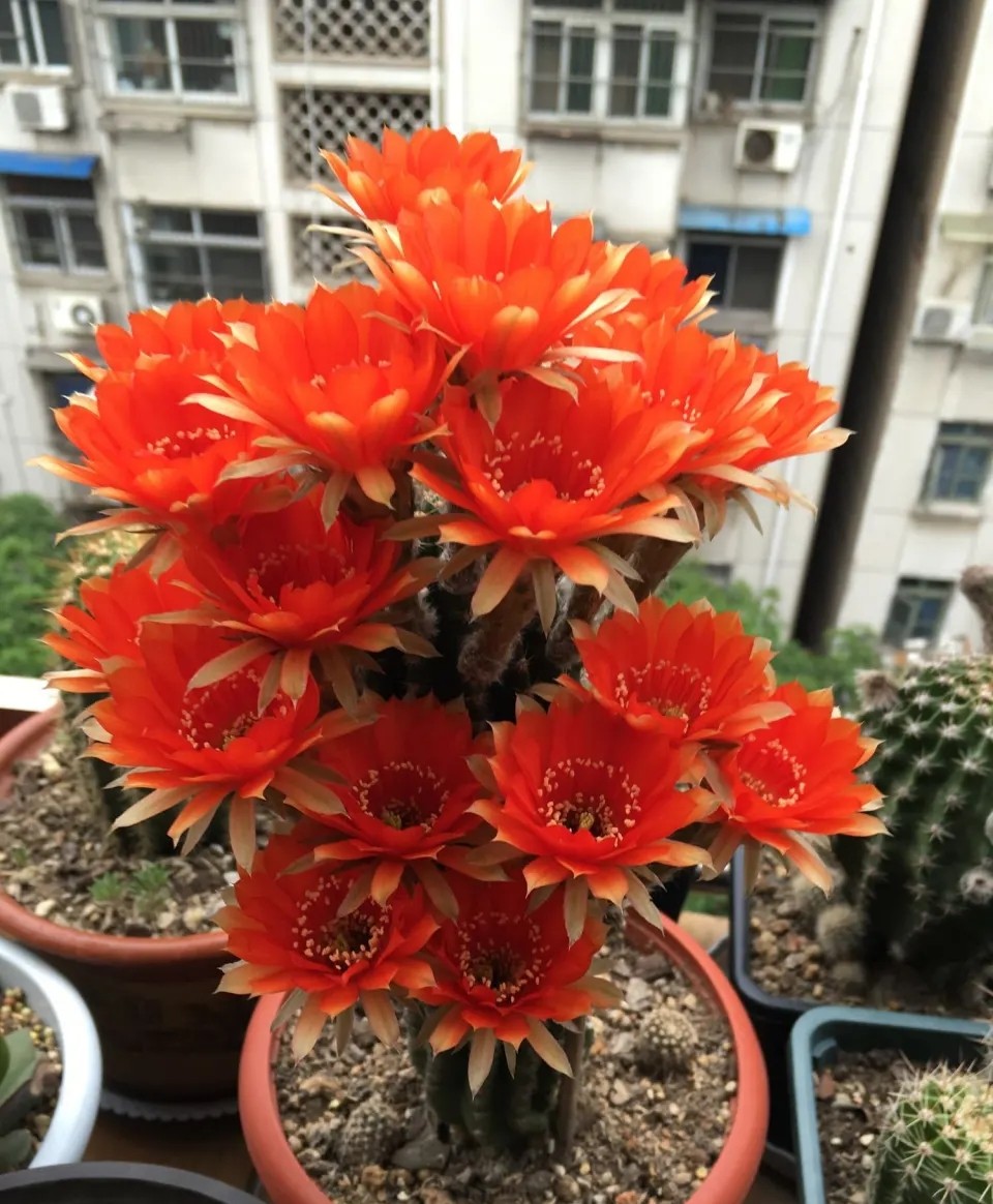 8种“养不死”的花,绿萝只能排“末尾”,再养不好就别养花了