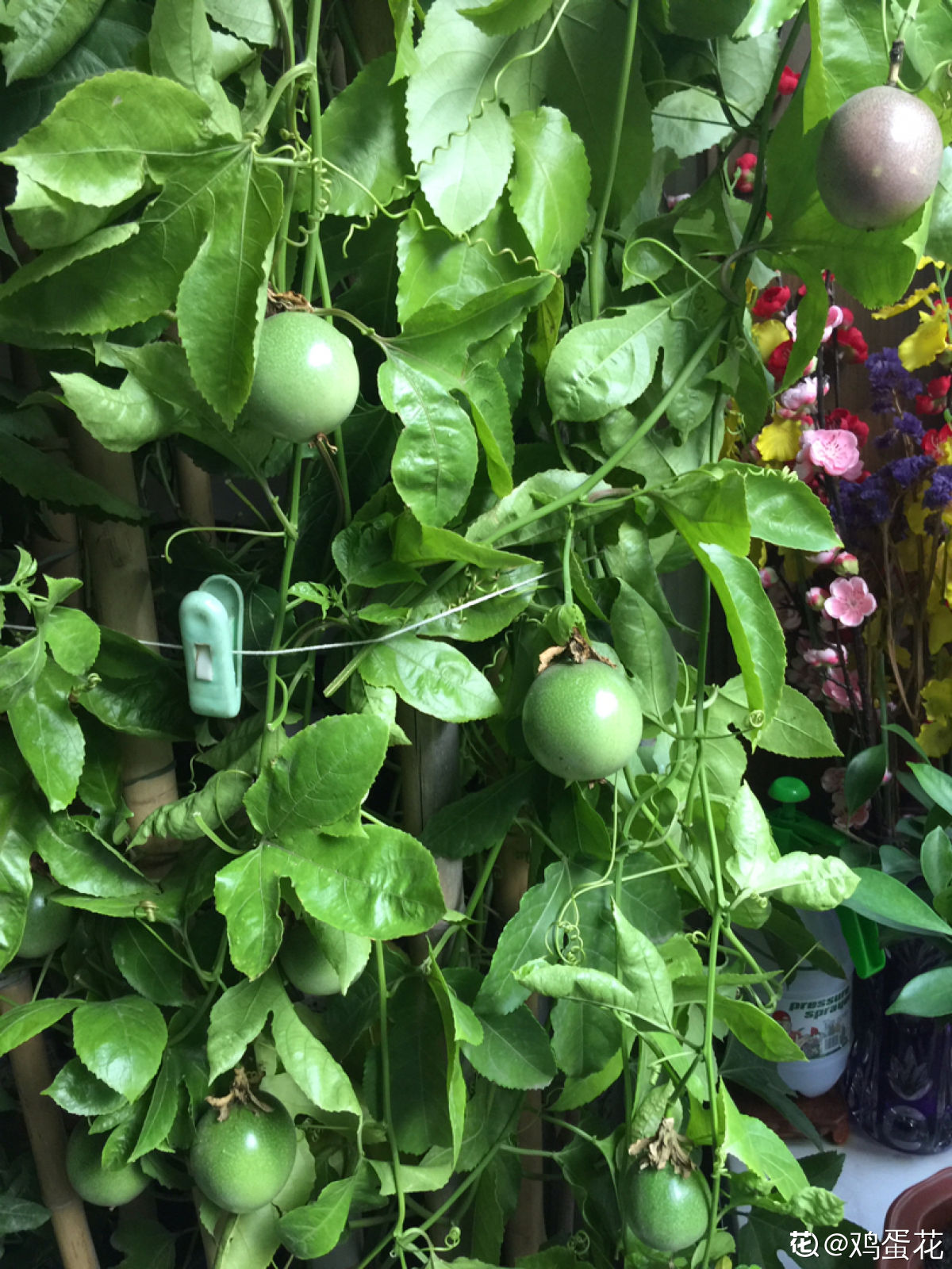 百香果盆栽,百香果盆栽的养殖方法和注意事项