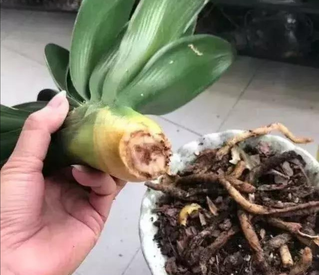 君子兰出现烂根,切掉腐烂部分,再用河沙栽培,还能长新根