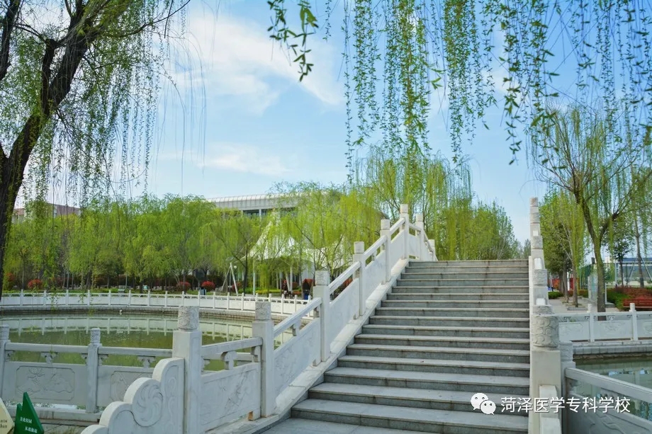 菏泽医学专科学校牡丹，又是姹紫嫣红开遍