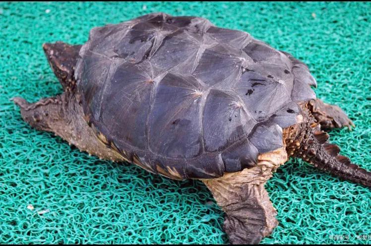 最凶猛的外来物种——鳄鱼龟