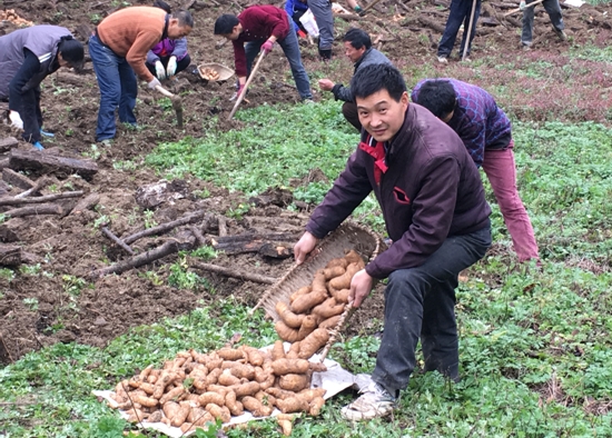 天麻什么地方可以种植?什么时候采收好?