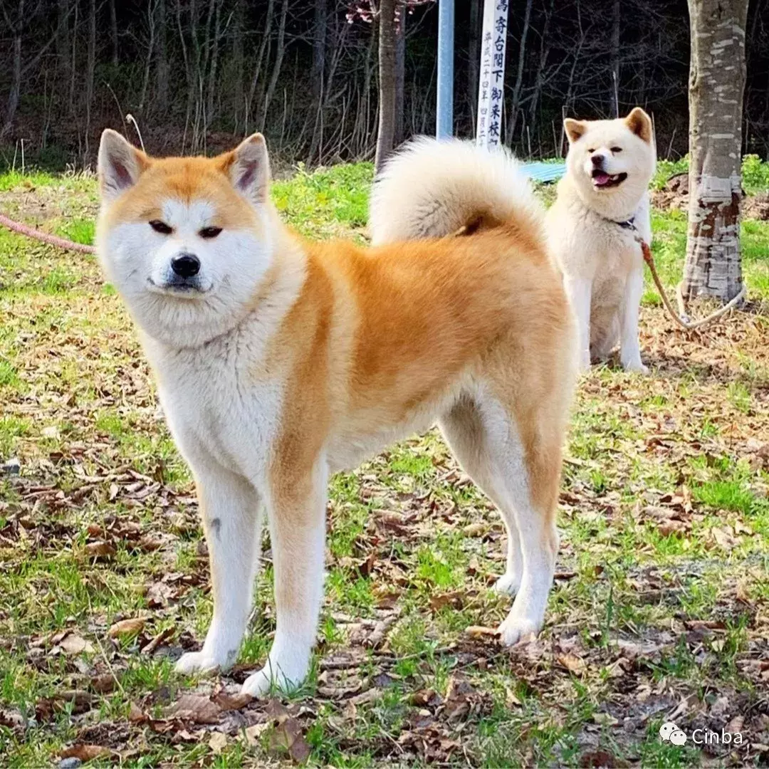 世界犬种知多少 日本篇秋田犬柴犬甲斐犬四国犬北海道犬纪州犬土佐犬 天天看点
