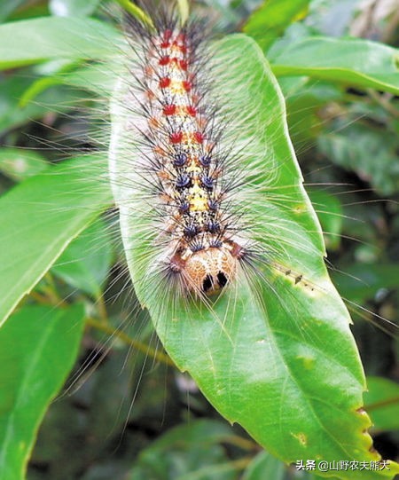 用鄂东话叫洋辣,也叫八口钉,今天上山爬一个手上,疼的打滚