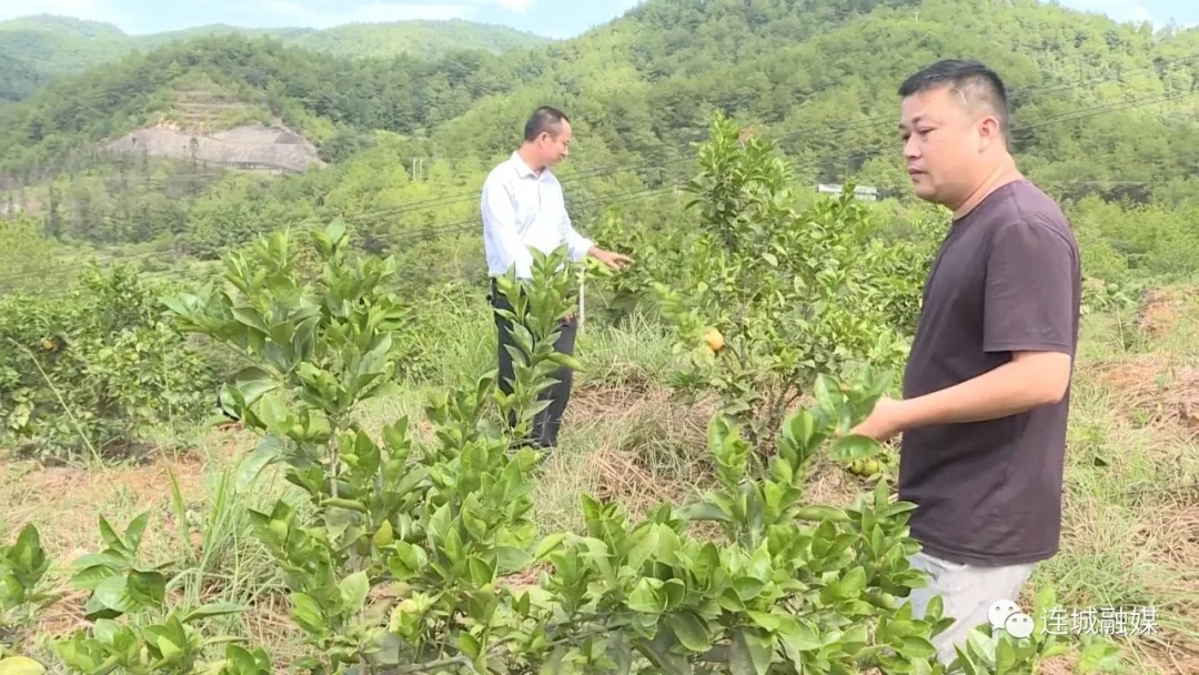 「全面推進鄉村振興」廟前鎮水北村：150畝贛南臍橙初掛果 扮綠山頭助農增收