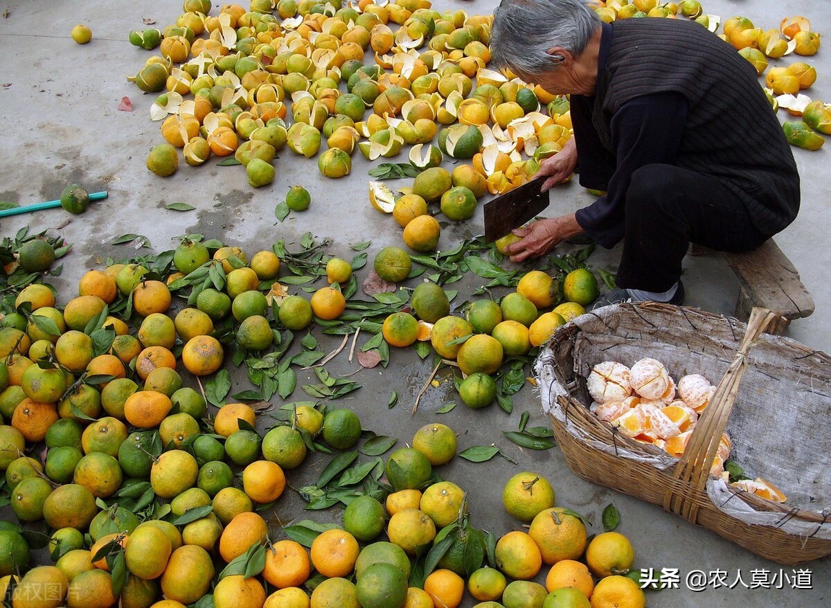 广西柑橘陷入亏本死循环，2毛5一斤还滞销，农民有苦说不出