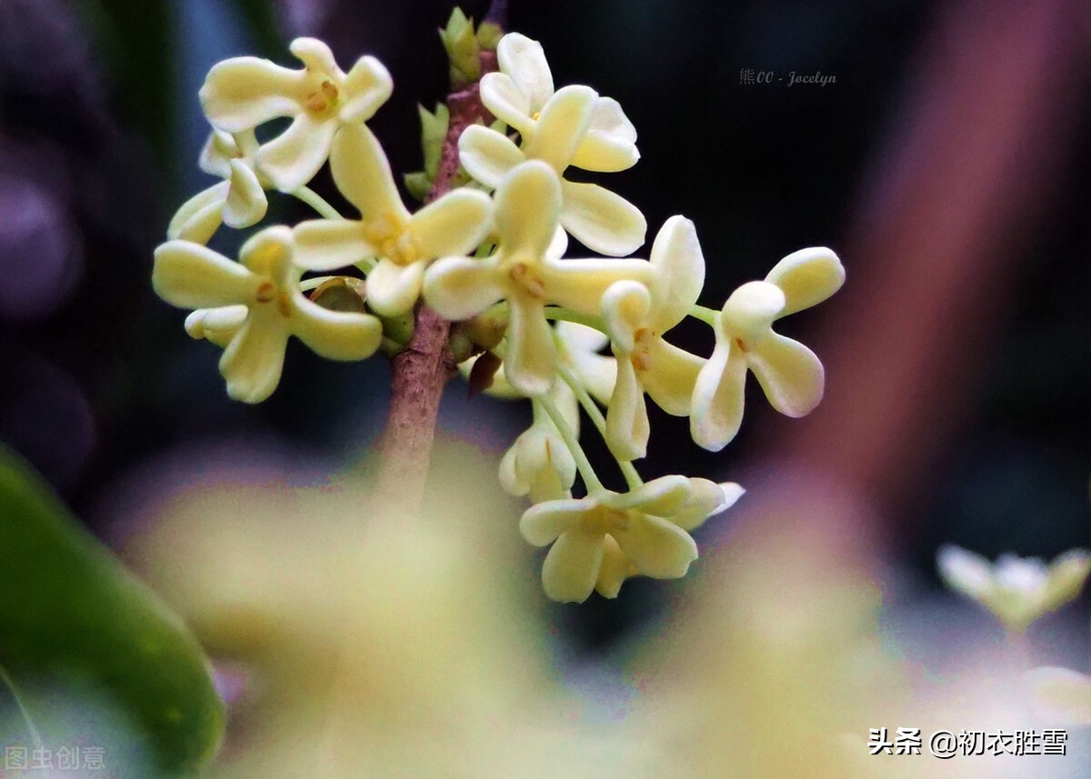 王维两首桂花，都写了桂花落，却是一春一秋，春天有桂花吗？