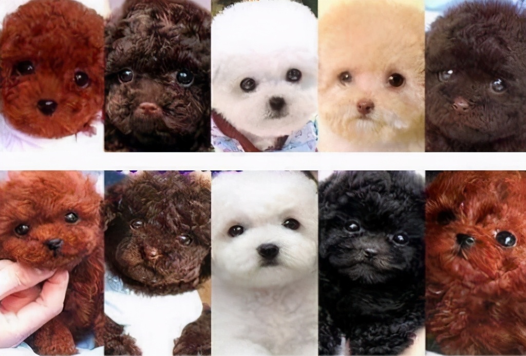 泰迪犬颜色这么多，哪一种颜色最贵？
