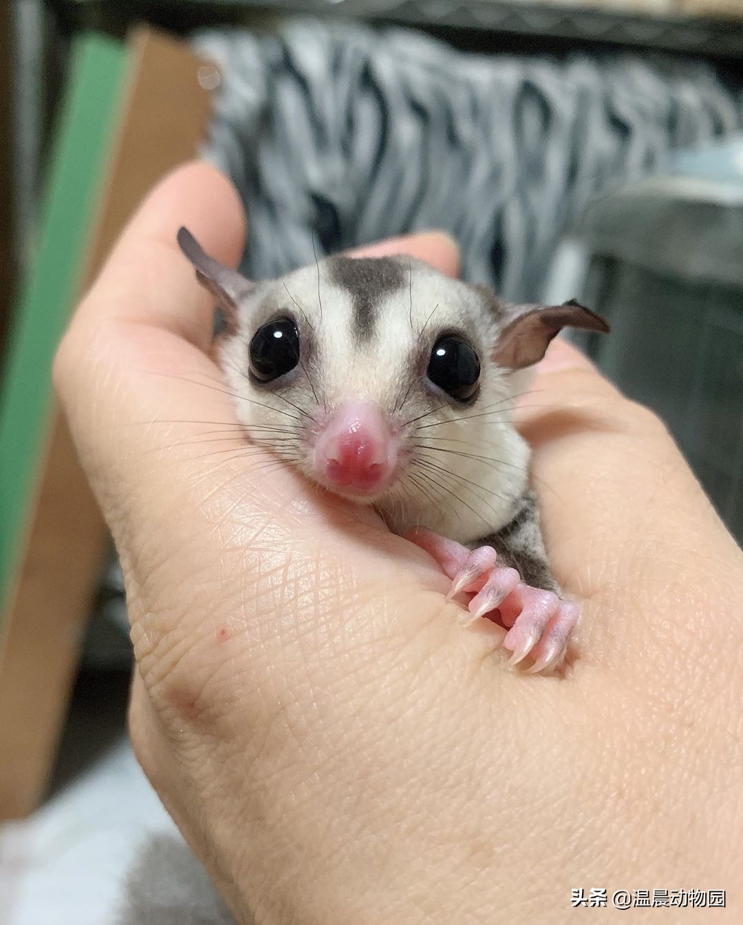 澳洲蜜袋鼯多少钱一只(蜜袋鼯并不是那么好饲养的) - 价格百科