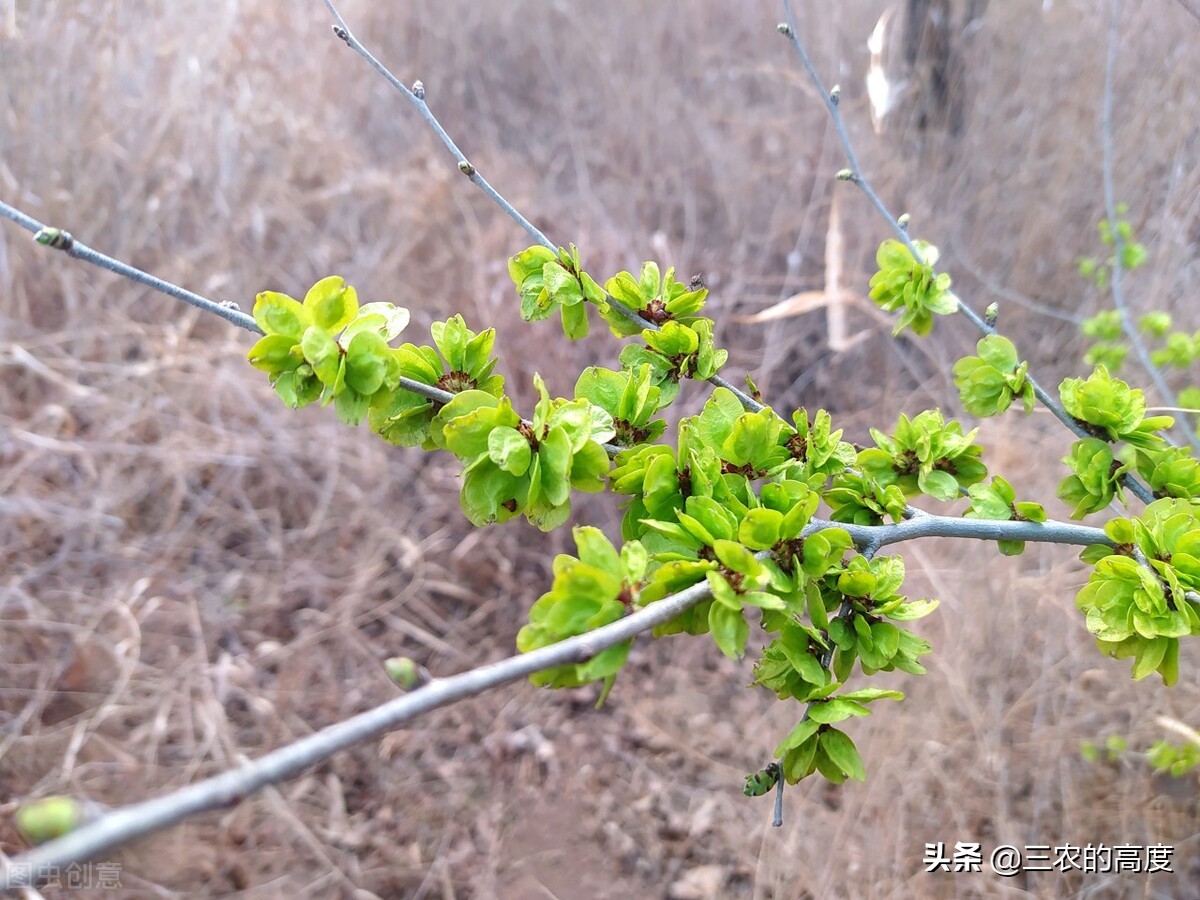 乡野间的“野菜”一年四季都有，但你不一定认识，看你吃过几种？