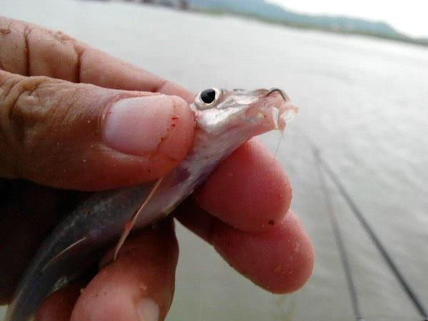 長(zhǎng)江中漸漸消失的魚種，渾身棍子肉，俗稱“船丁子”