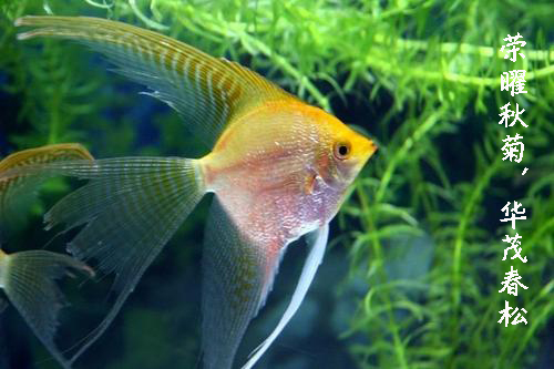 鱼友的白月光:神仙鱼这样养,可以陪伴你更久