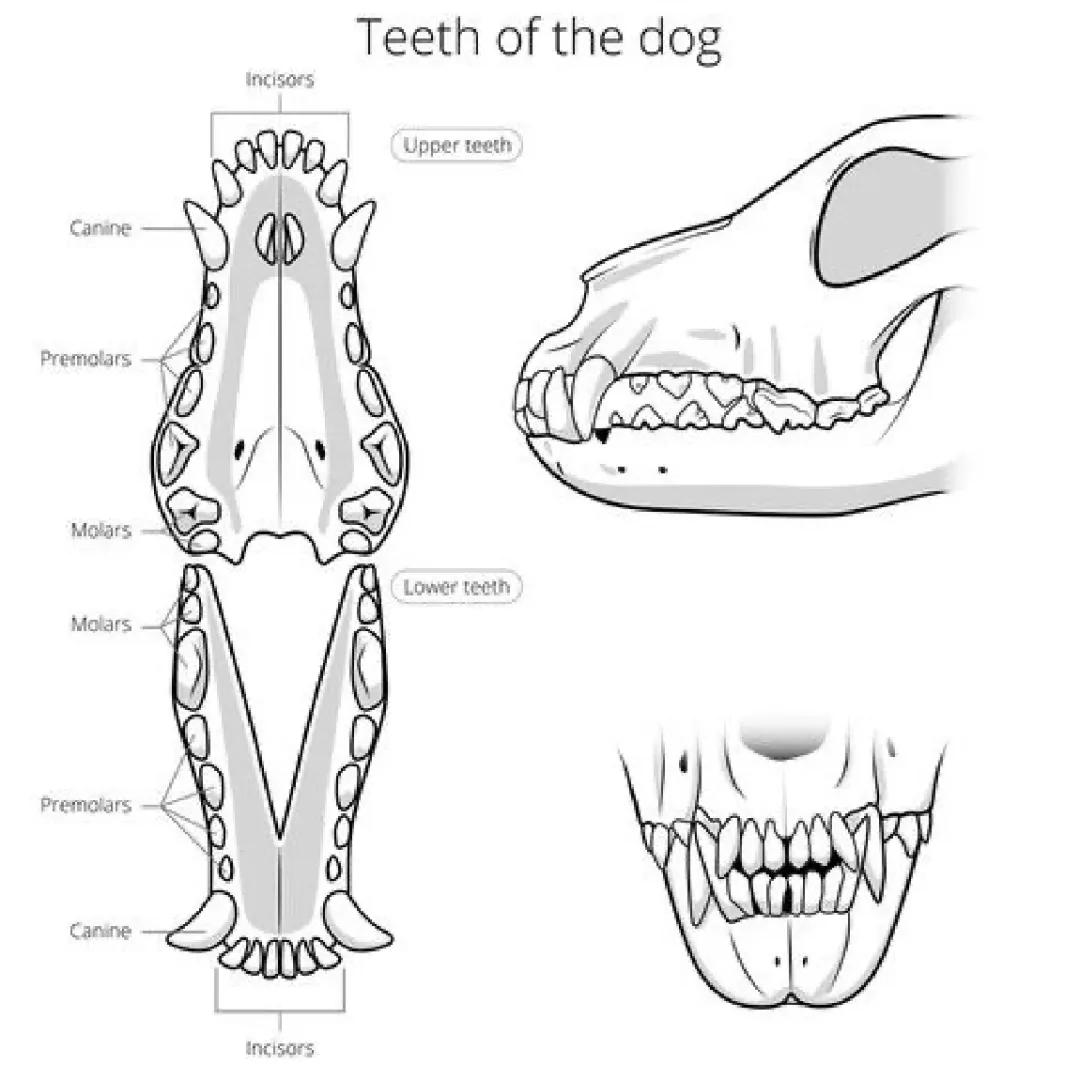 动物牙齿图片简笔画图片