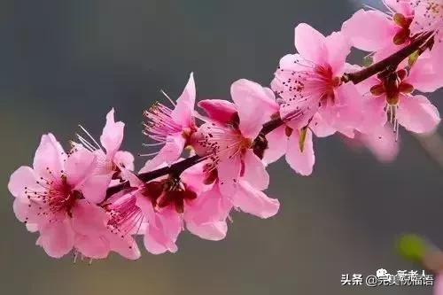 三月桃花开，送给我的朋友圈！美醉了~